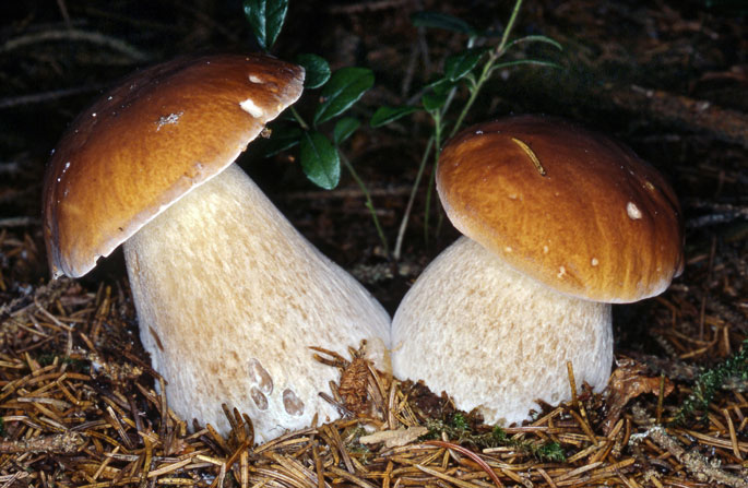 Immagine che raffigura CONTROLLO MICOLOGICO FUNGHI